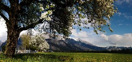 Blossom 4.jpg
